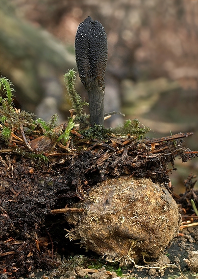 žezlovka srnková Tolypocladium ophioglossoides (J.F. Gmel.) Quandt, Kepler & Spatafora
