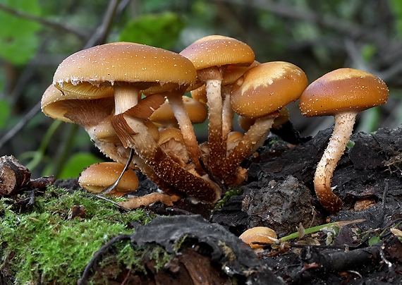 šupinovka menlivá Kuehneromyces mutabilis (Schaeff.) Singer & A.H. Sm.