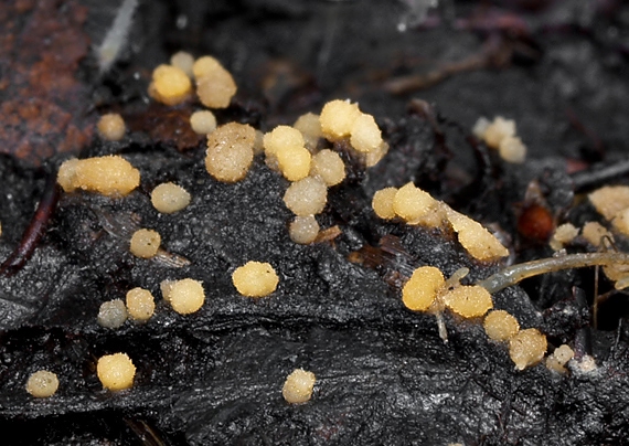 tyčkovka žltá Bactridium flavum Kunze