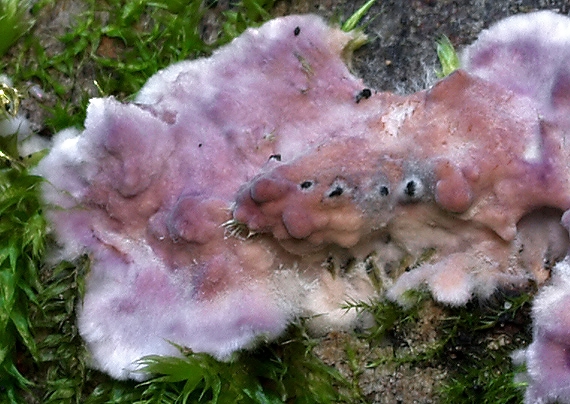 pevníkovec purpurový Chondrostereum purpureum (Pers.) Pouzar