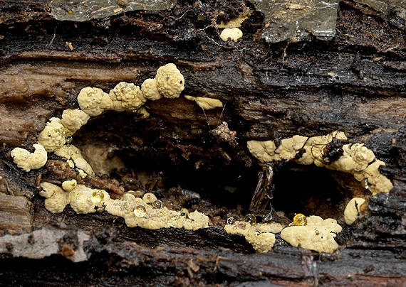 drevovček ? Hypoxylon sp.