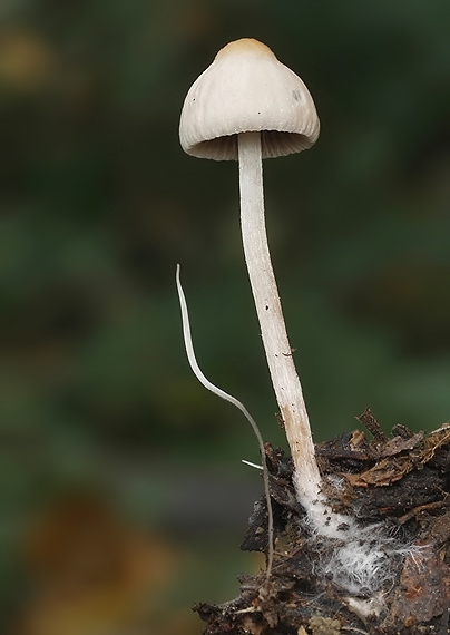 drobuľka Psathyrella sp.