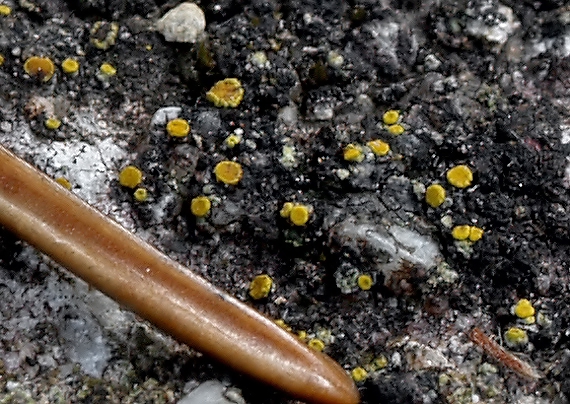 ascomycetes