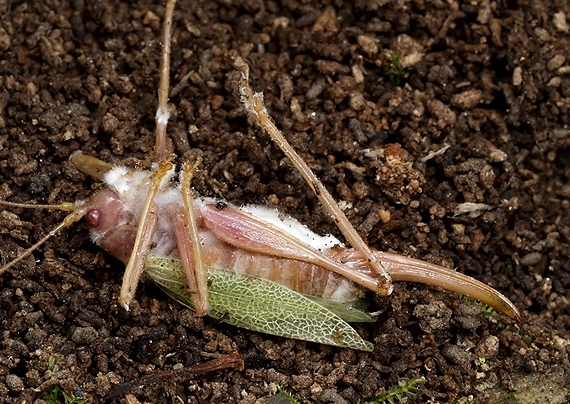 bovéria Bassova Beauveria bassiana (Bals.-Criv.) Vuill.