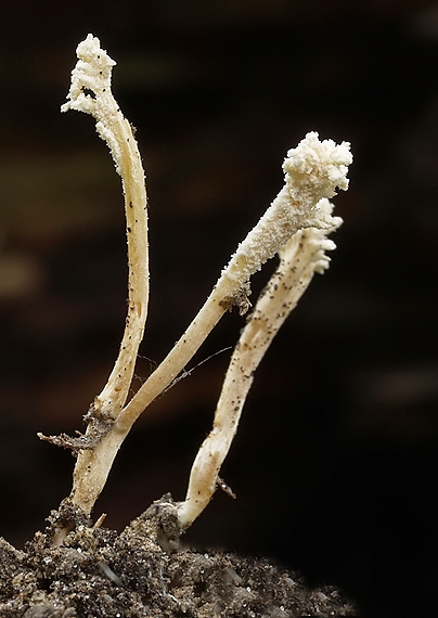 cordyceps Paecilomyces farinosus