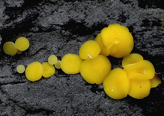 okrasník žltý Calycina citrina (Hedw.) Gray