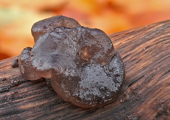 tmavorôsolovec mušľovitý Exidia truncata Fr.