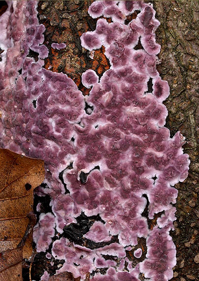 pevníkovec purpurový Chondrostereum purpureum (Pers.) Pouzar