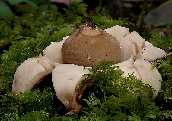 hviezdovka trojitá Geastrum triplex Jungh.
