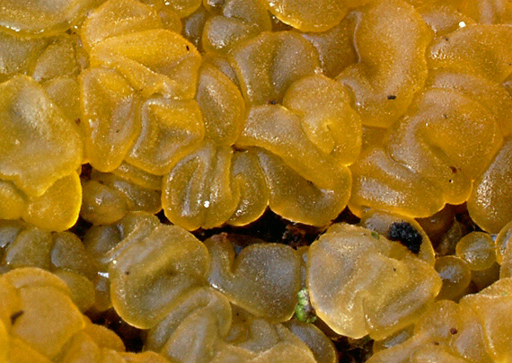 slzovec malý Dacrymyces minor Peck