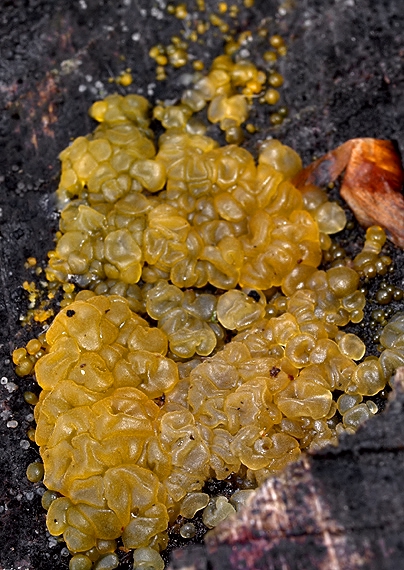 slzovec malý Dacrymyces minor Peck