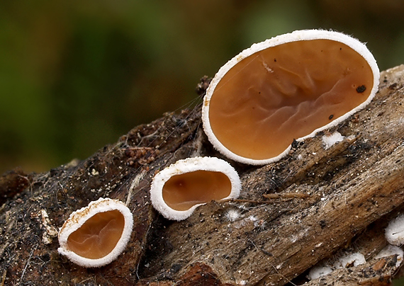 škľabka plstnatá Schizophyllum amplum (Lév.) Nakasone