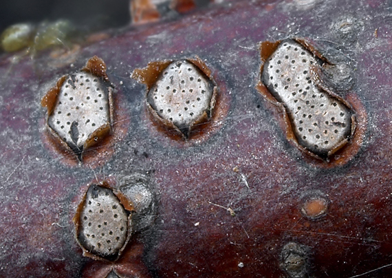 Melogramma cf. campylosporum Fr.