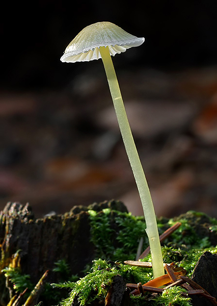prilbička slizká Mycena epipterygia (Scop.) Gray