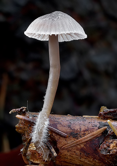 prilbička červenoobrúbená Mycena rubromarginata (Fr.) P. Kumm.