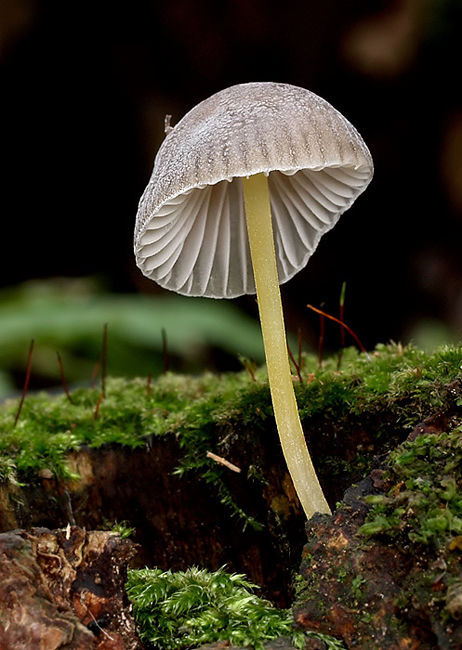 prilbička slizká želatínová Mycena epipterygia var. viscosa (Secr. ex Maire) Ricken