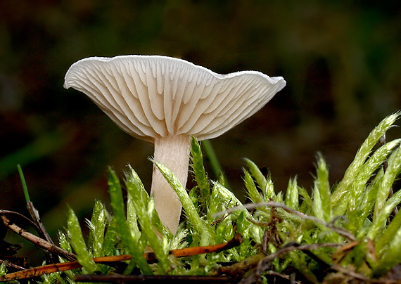 strmuľka Clitocybe sp.