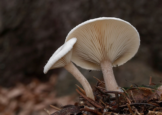 čechrulka čírovkovitá Ripartites tricholoma (Alb. & Schwein.) P. Karst.