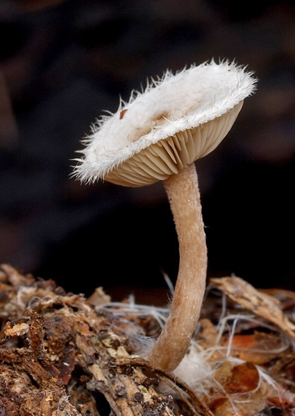 čechrulka čírovkovitá Ripartites tricholoma (Alb. & Schwein.) P. Karst.