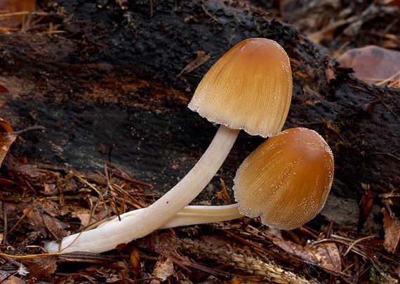 hnojník Coprinus sp.