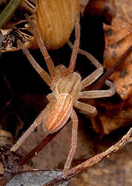 pavúk Micrommata virescens