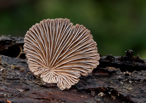 klanolupeňovka obyčajná Schizophyllum commune Fr.