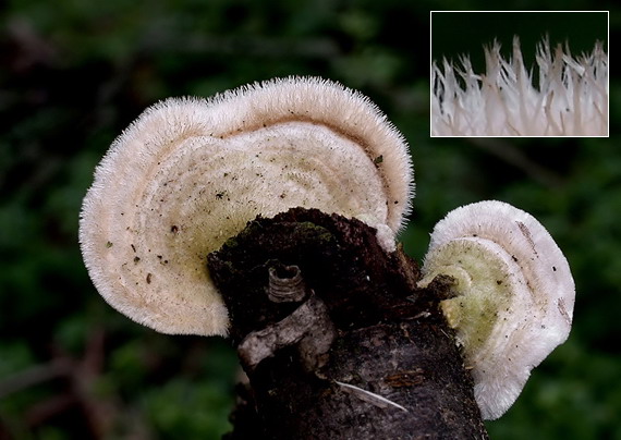 trúdnikovec chlpatý Trametes hirsuta (Wulfen) Lloyd