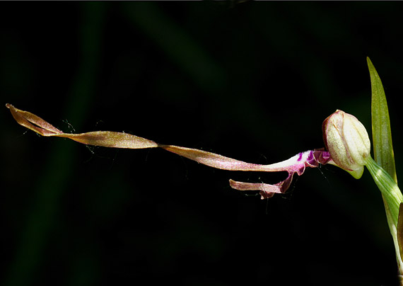jazýčkovec jadranský Himantoglossum adriaticum H. Baumann