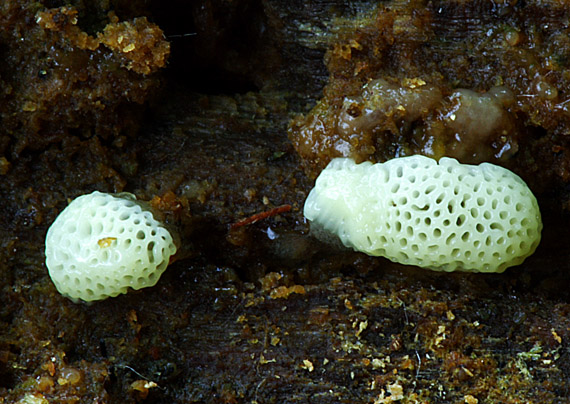 rohačka kríčkovitá Ceratiomyxa fruticulosa poroides