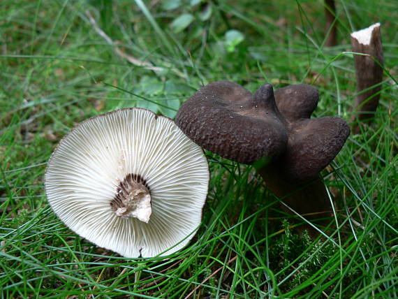 rýdzik čiernozamatový Lactarius lignyotus Fr.