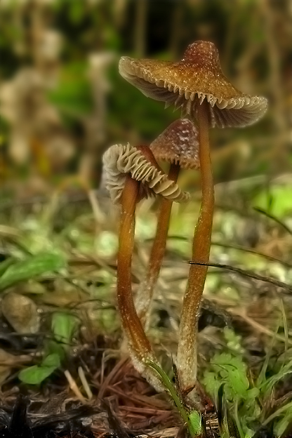 prilbička zefírová Mycena zephirus (Fr.) P. Kumm.