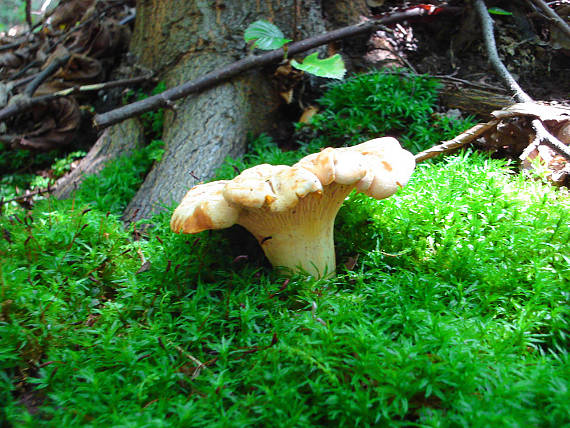 kuriatko jedlé Cantharellus cibarius Fr.