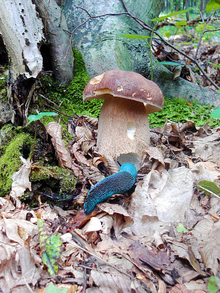 hríb dubový Boletus reticulatus Schaeff.