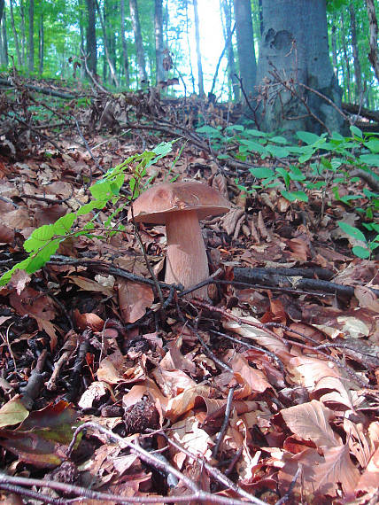 hríb dubový Boletus reticulatus Schaeff.