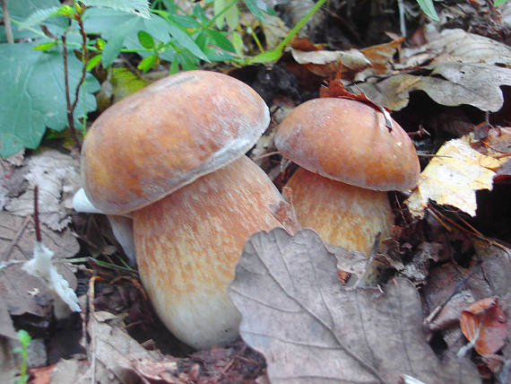 hríb dubový Boletus reticulatus Schaeff.