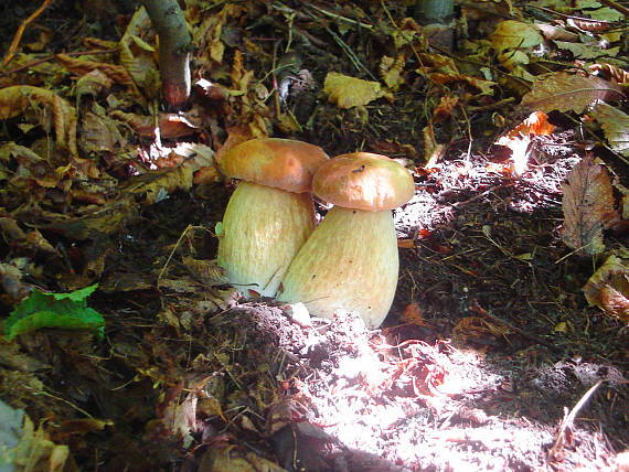 hríb Boletus sp.