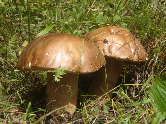 hríb Boletus sp.