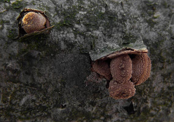 dutinovka otrubnatá Encoelia furfuracea (Roth) P. Karst.