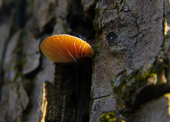 plamienka zimná Flammulina velutipes (Curtis) Singer