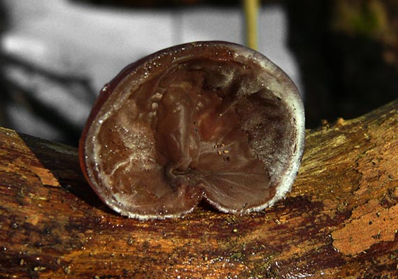 uchovec bazový Auricularia auricula-judae (Bull.) Quél.