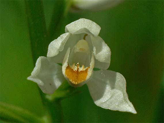 prilbovka Cephalanthera longifolia (L.) Fritsch