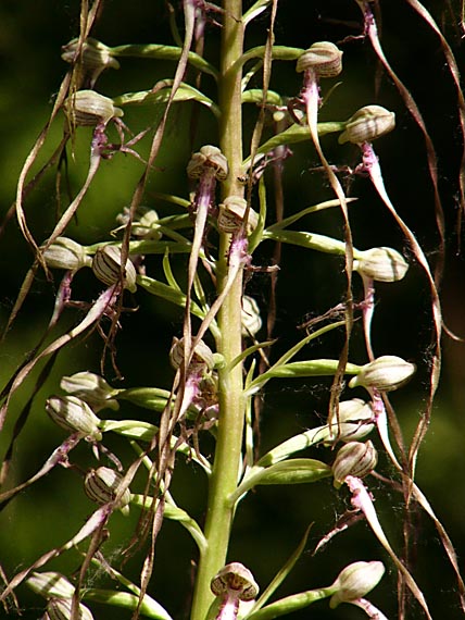 jazýčkovec jadranský Himantoglossum adriaticum H. Baumann