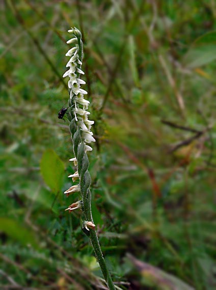 vstavačovité Spiranthes spiralis (L.) Chevall.