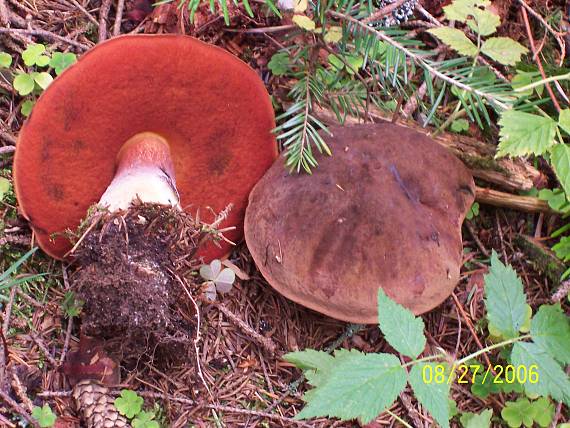 bratia v triku - Modráky Neoboletus luridiformis (Rostk.) G. Wu & Zhu L. Yang