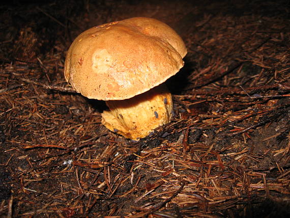 hríb príveskatý Butyriboletus appendiculatus (Schaeff. ex Fr.) Secr.