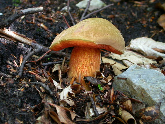 hríb siný Suillellus luridus (Schaeff.) Murrill