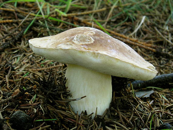 hríb smrekový Boletus edulis Bull.