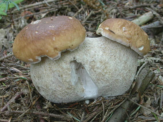 hríb smrekový Boletus edulis Bull.