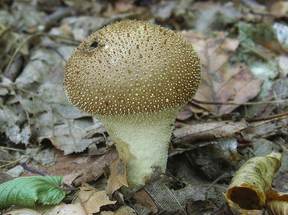 prášnica bradavičnatá Lycoperdon perlatum Pers.