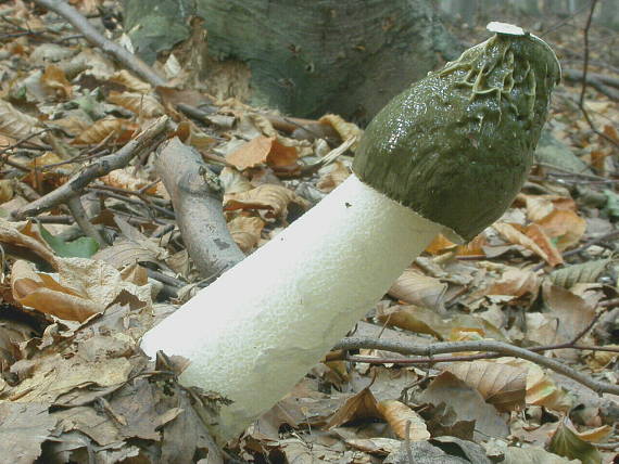 hadovka smradľavá Phallus impudicus L.